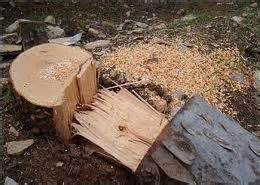 قطع ۸۰۰ اصله درخت و نهال توسط زمین‌خواران در بانه
