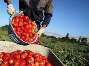 افزایش 3 برابری برداشت گوجه فرنگی در روستای پدل بندر لنگه
