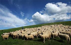 تشکیل 105 فقره پرونده قضایی برای دام‌داران بدون مجوز چرا در غرب مازندران