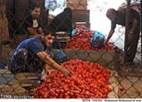 گرانی گوجه درپی کاهش عرضه