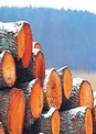 کشف 10 تن چوب‌آلات جنگلی قاچاق در آمل