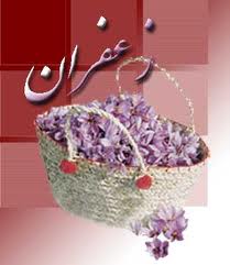 کشاورزی استان، رنگ زعفرانی به خود می‌گیرد