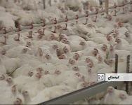 افزایش 15 درصدی تولید گوشت مرغ در سال جاری