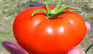 گوجه سرخ پرخاصیت