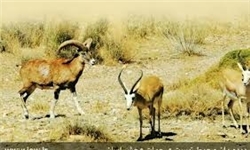 100 گونه جانوری طی 10 ماه گذشته در قم تیمار و رهاسازی شد
