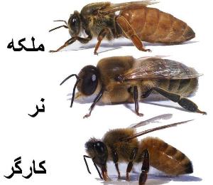 پرورش بیش از 8 هزار ملکه زنبور عسل در فارس