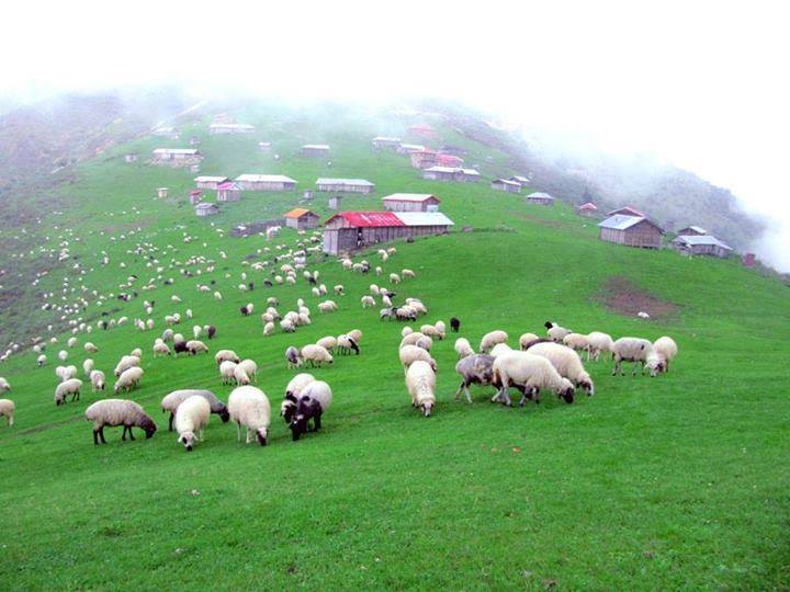 عکس/ باور کنید اینجا استرالیا نیست!