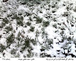 افت 30 درصدی برداشت گل نرگس در خراسان جنوبی