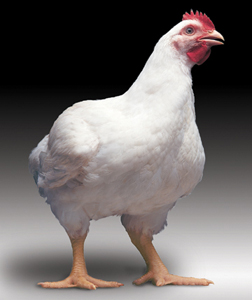 ارزآوری حدود  1 میلیون دلاری صادرات مرغ و ماهی منجمد از استان اصفهان