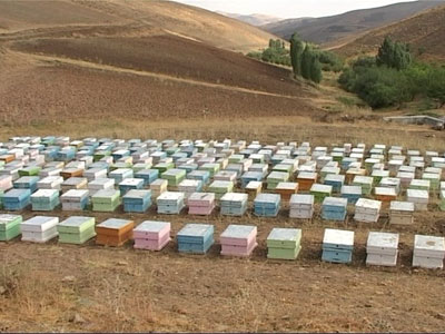953 هزار کندوی زنبور عسل در آذربایجان غربی وجود دارد