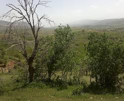 باز پس گیری 116هزار هکتاراراضی ملی ازدست سودجویان