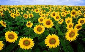 زیبایی شهرخاش باکاشت گیاهان زینتی