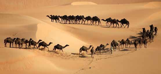 عکس/ گله شتر در صحرا
