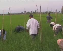 اجرای 73 طرح ملی تحقیقاتی کشاورزی در خراسان جنوبی