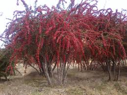 اجرای طرح توليد محصول ارگانيک در مزارع زرشک قاين خراسان جنوبی