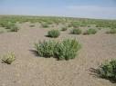 یک هزار و 600 هکتار کانون های بحران بیابانی،نهالکاری می شود