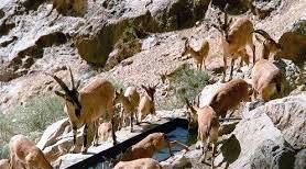 کل و بز گونه هاي شاخص استان /گوزن زرد در پايين ترين رتبه