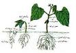 تراکم خاک مانعی برای نفوذ مناسب ریشه گیاه