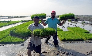 فعالیت 62 بانک نشای جعبه ای برنج در فارس