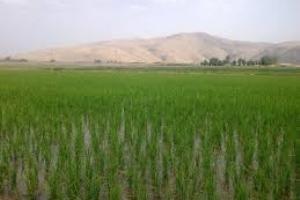 کشت بیش از 18 درصد از شالیزارهای فارس به صورت مکانیزه