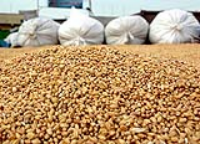 ذرت وارداتی در فصل برداشت توزیع نشده است