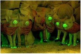 عروس دریایی باعث درخشش خوک ها شد+ تصاویر