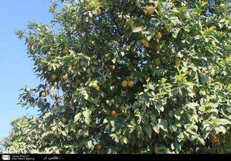 سرما به سه هزار و261 هکتار از باغات دزفول خسارت زد