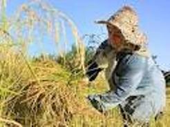اهمیت جلب مشارکت زنان روستایی در فعالیت های تولیدی