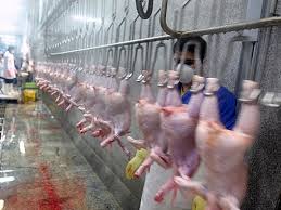 بهره برداری از 4 واحد گو شتی در ساری