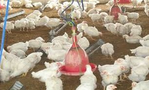 اصلاح ساختار 130 واحد طیور در آذربایجان غربی
