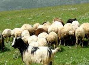 ایمن سازی دام های عشایر فارس