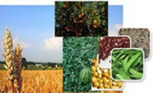 صدور 12 فقره گواهی بهداشت صادراتی محصولات کشاورزی در استان