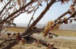 باغداران مراقب سرمازدگی درختان باشند