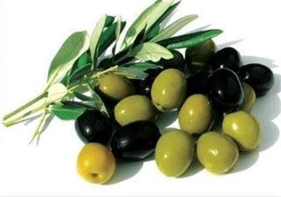خسارت ۷۰ درصدی به باغات زیتون قزوین