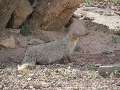 سرشماری  32 هزار جانور پستاندار در ایلام
