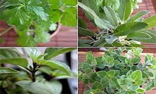 شناسایی گیاهان دارویی پرمصرف در طب سنتی در غرب استان کرمانشاه