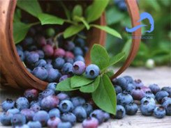 قره قات گیاهی دارویی و تاثیرگذار در کاهش قند خون