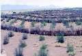 اشتغالزایی 10 هزار نفری در طرح های جنگل کاری ایلام
