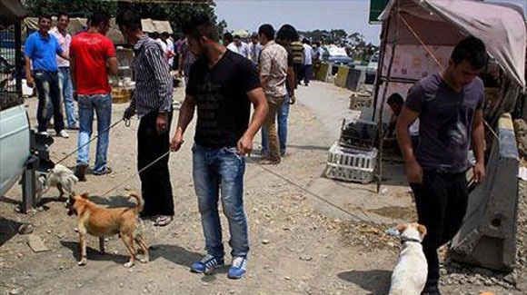 حکم "نجاست سگ" از کجا آمده است؟