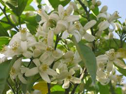 منطقه ای که با بوی بهار نارنج عطرآگین شده است