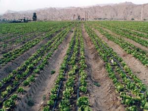 برداشت ۴۰۰ تن سبزیجات برگی از زمین های کشاورزی بندرلنگه