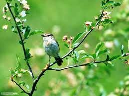 آغاز طرح استقبال از بهار در معاونت فنی و عمرانی منطقه 11