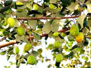 آغاز برداشت کُنار پیوندی از باغهای هرمزگان