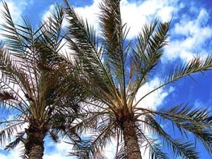 آغاز گرده افشانی نخیلات درنخلستانهای هرمزگان