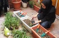 همایش نقش گیاهان در کاهش آلودگی هوا در تهران قدیم