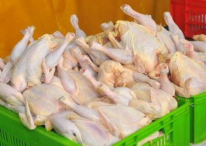 تولید سالانه 130 هزار تن مرغ در فارس