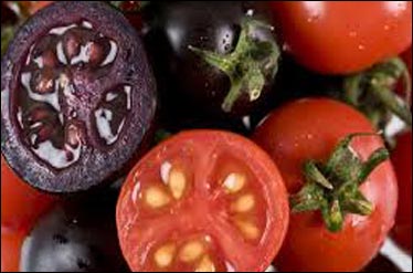 گوجه فرنگی‌های بنفش در راه بازار + عکس