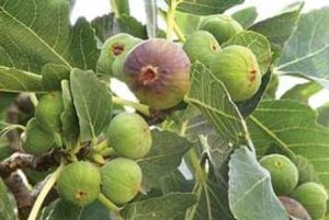 قدمت 300 ساله درختان انجیر استهبان فارس