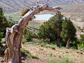 قارچ ذغالی بلوط در کمین جنگلهای زاگرس