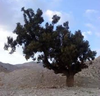 جلوگیری پدیده خشک شدن درختان بلوط در کوه خاییز